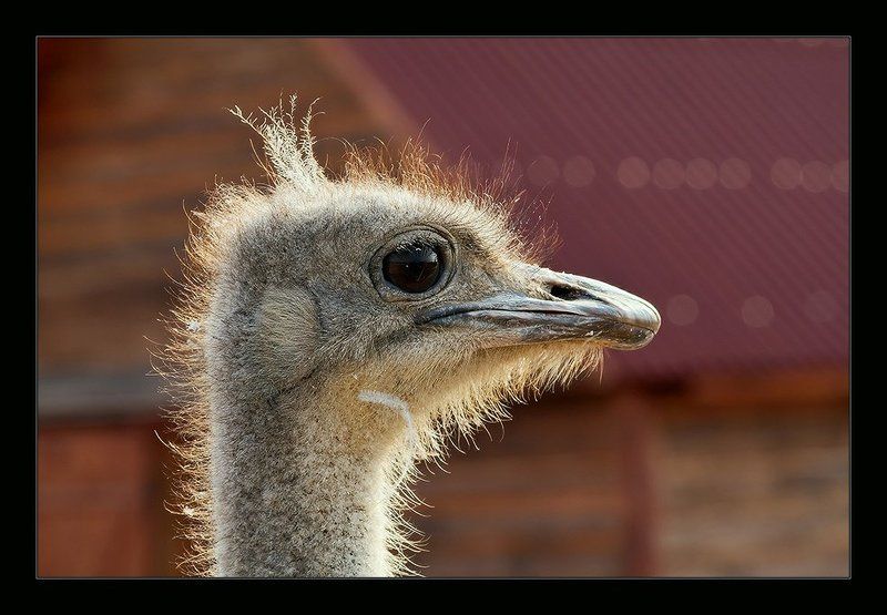 страус, глаз, птица, голова, i_go Каралевнаphoto preview