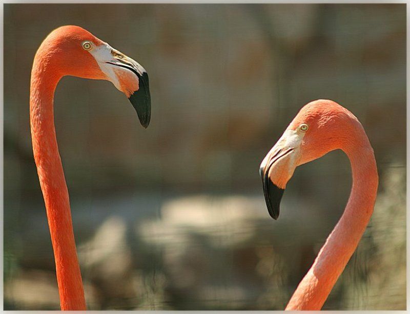 фламинго hdd Там же... фото превью