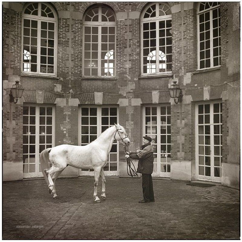 лошадь, лошади, конь, horses, horse, equi, zabegin, france, франция Князьphoto preview