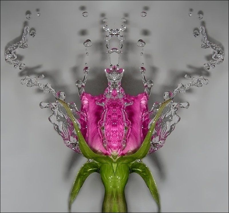 роза, вода, симметрия *photo preview