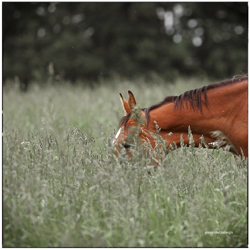 лошадь, лошади, конь, horses, horse, equi, zabegin ***photo preview