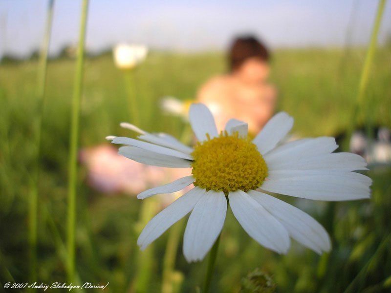 поле, луг, ромашка, девушка Летняя свежостьphoto preview