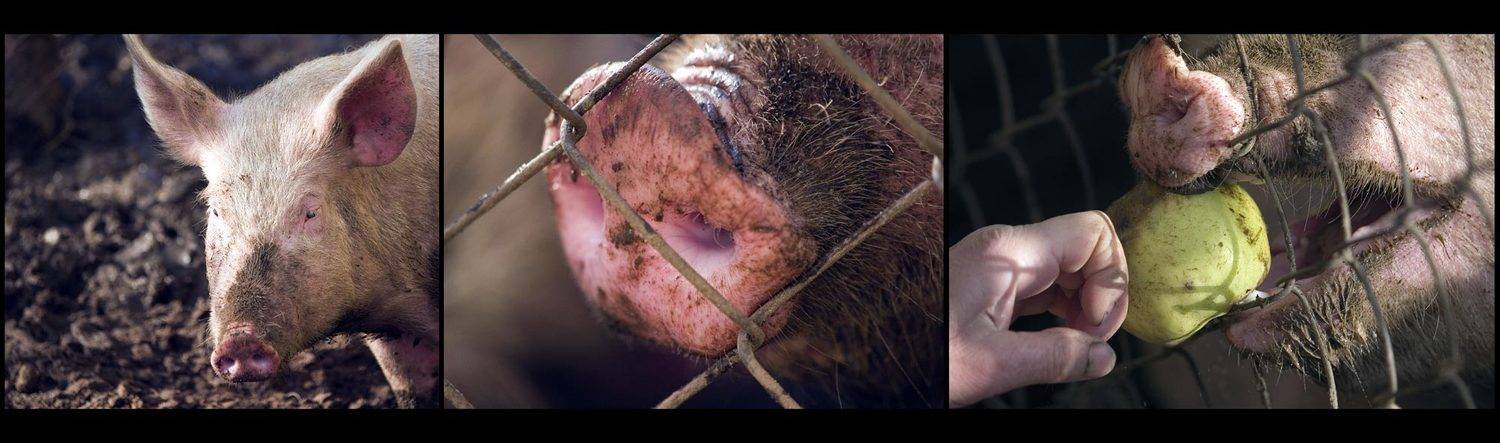 Про свинство.... Автор: Павел М. Цветков , Павел М. Цветков