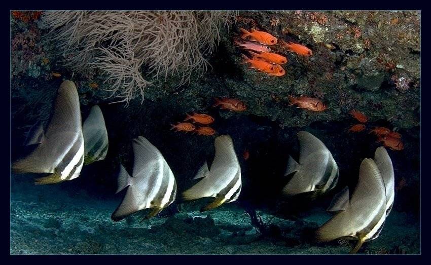 Подводная зарисовка. Автор: makedonskaja море, рыбы, makedonskaja