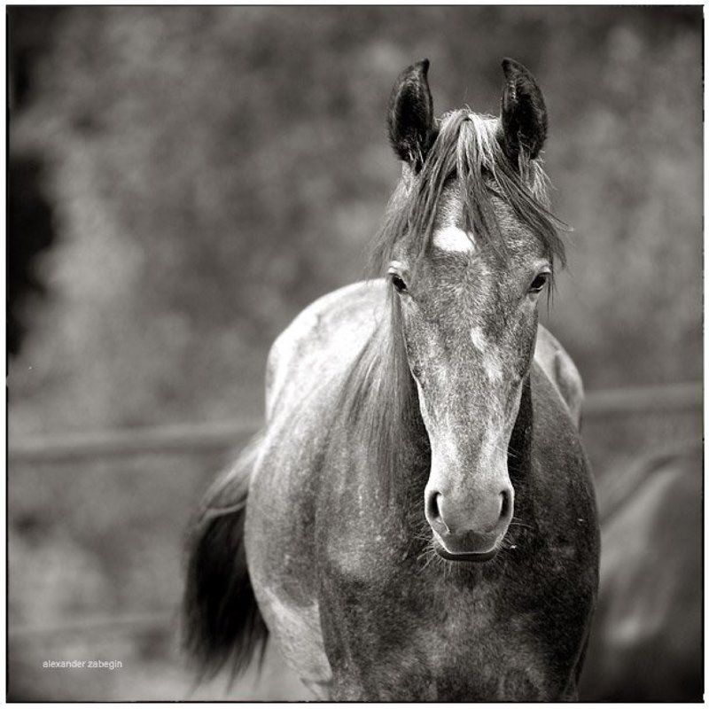 лошадь, лошади, конь, horses, horse, equi, zabegin ***photo preview