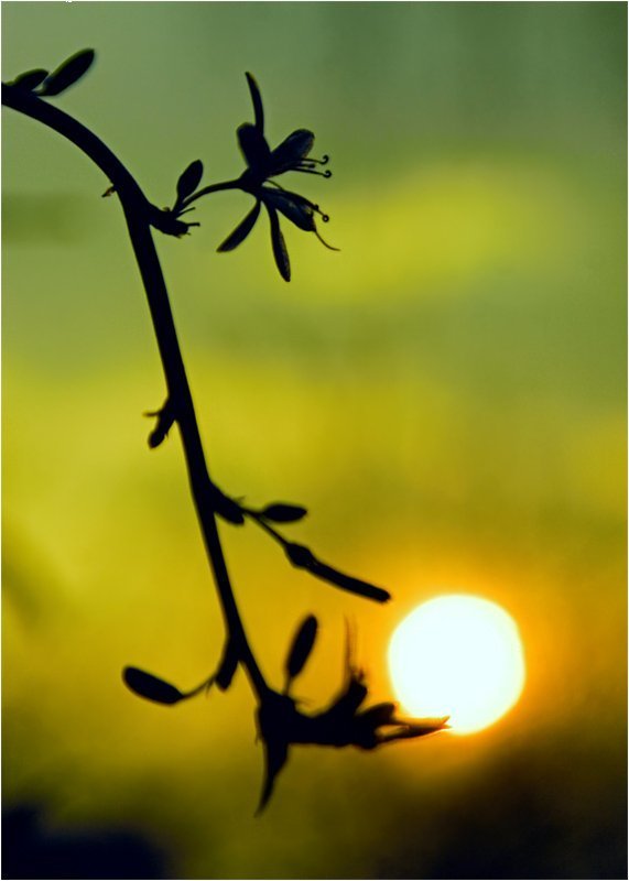 Скольжение весны фото превью