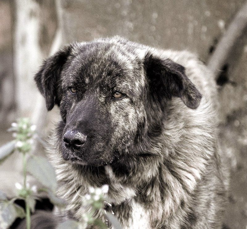 Грустная Мартаphoto preview