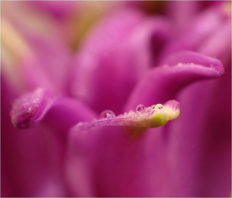 гиацинт Гиацинтphoto preview