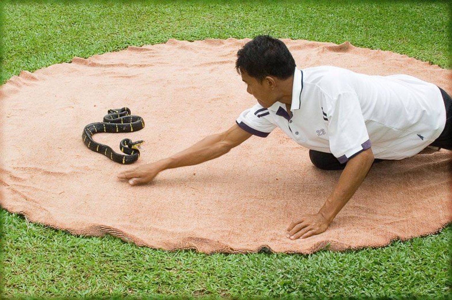 кто первее. Автор: Братаев Юра таиланд, змея, змееферма, Братаев Юра