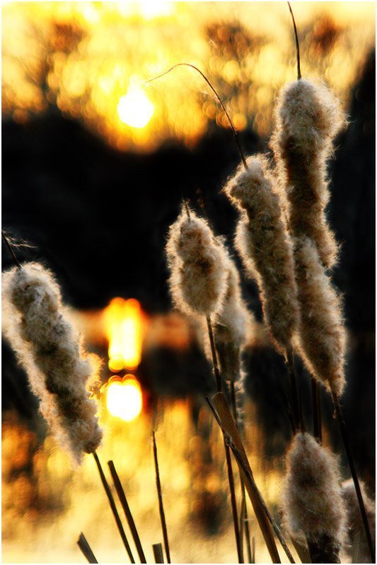 Игра с солнцемphoto preview