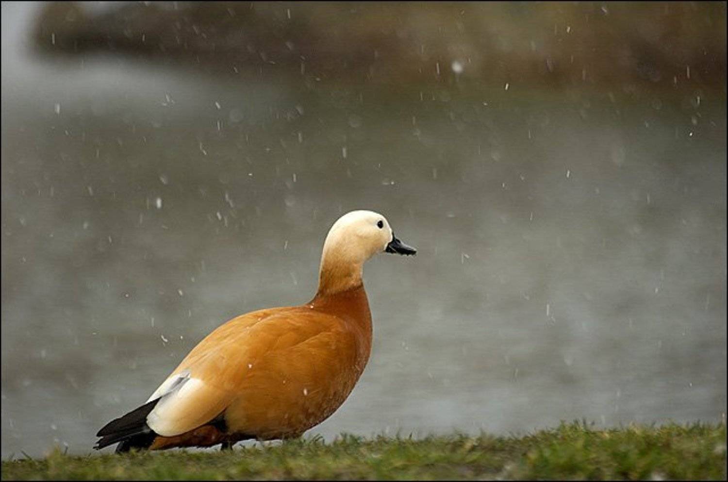птицы, утки, снег, Дмитрий Бречалов