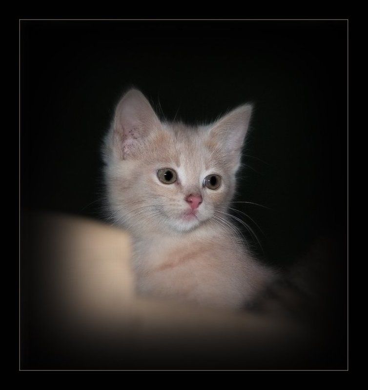 Малецphoto preview