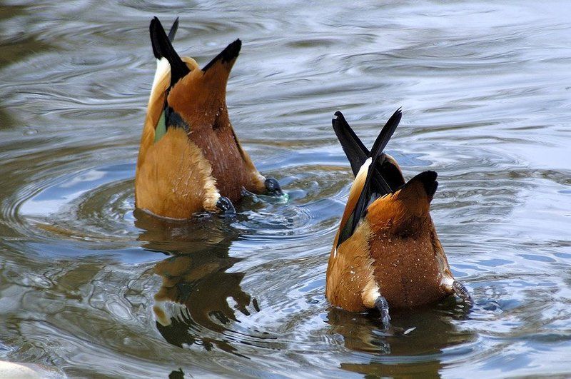 Шухер! Паппараци!photo preview