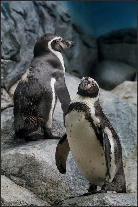 пингвины, зависть, i_go Завистьphoto preview