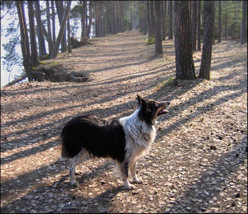 аллея ,собака ,весна На солнечной аллееphoto preview