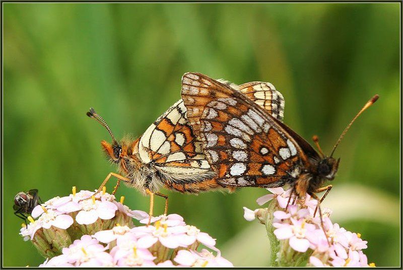 муха, бабочки подглядывающаяphoto preview