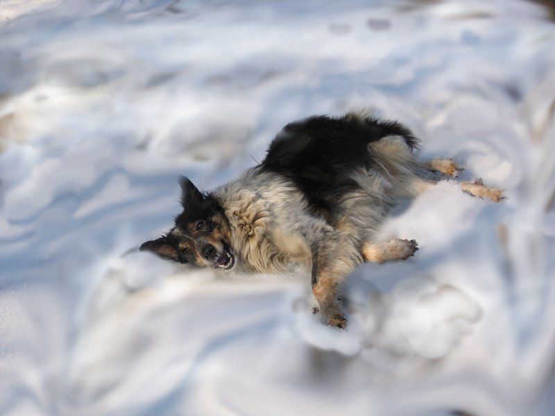 собака,облака , снег На седьмом небеphoto preview