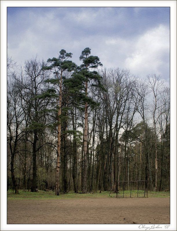 сосны, весна, hdri, покровское-стрешнево фототерапияphoto preview