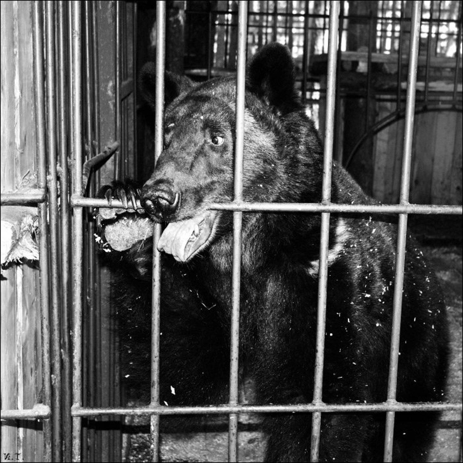 Эк, тяжела подневольная.... Автор: Илья Турецкий карельский медведь, Илья Турецкий