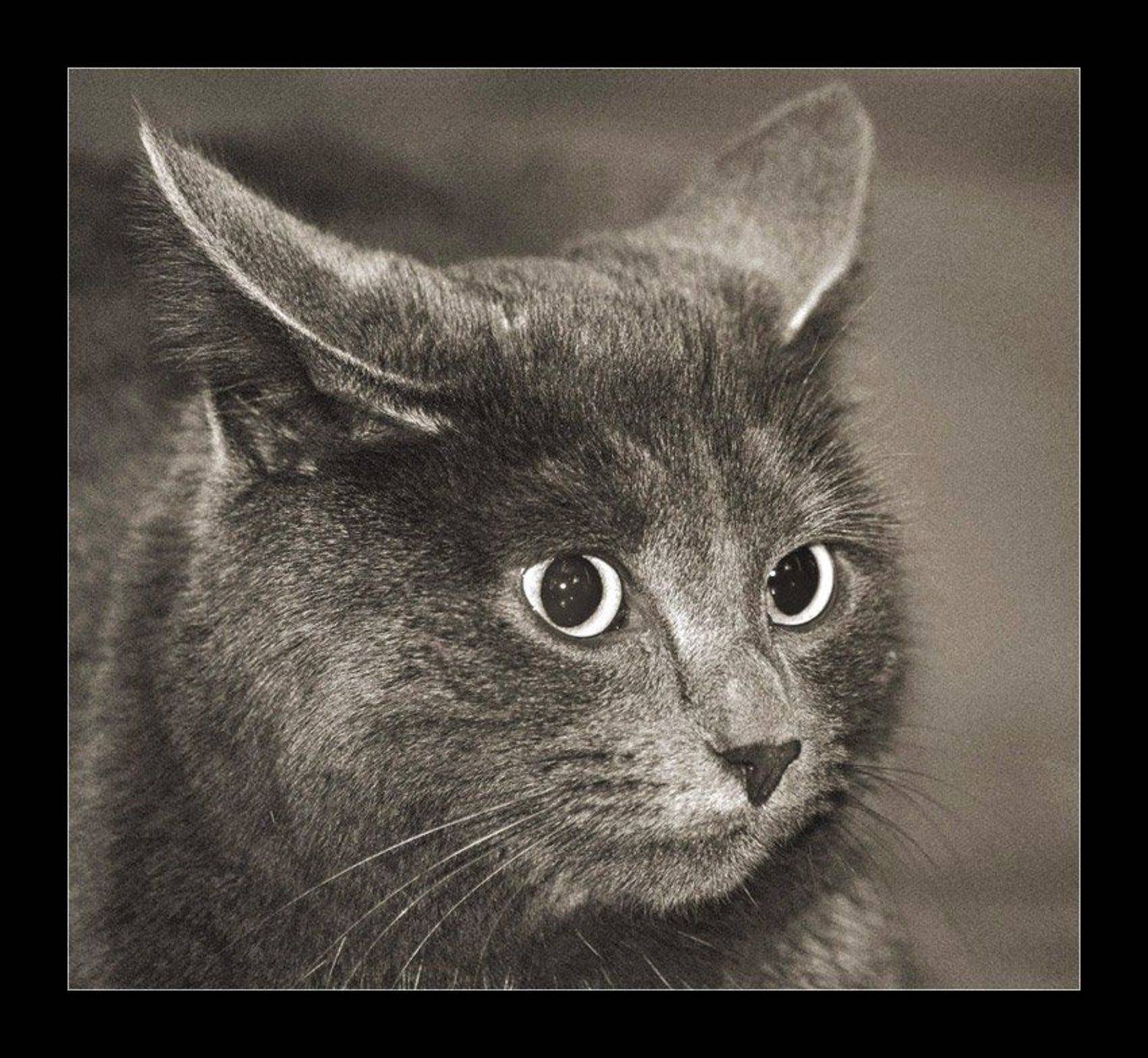 Кот домашний средней пушистости. Автор: Павел М. Цветков , Павел М. Цветков