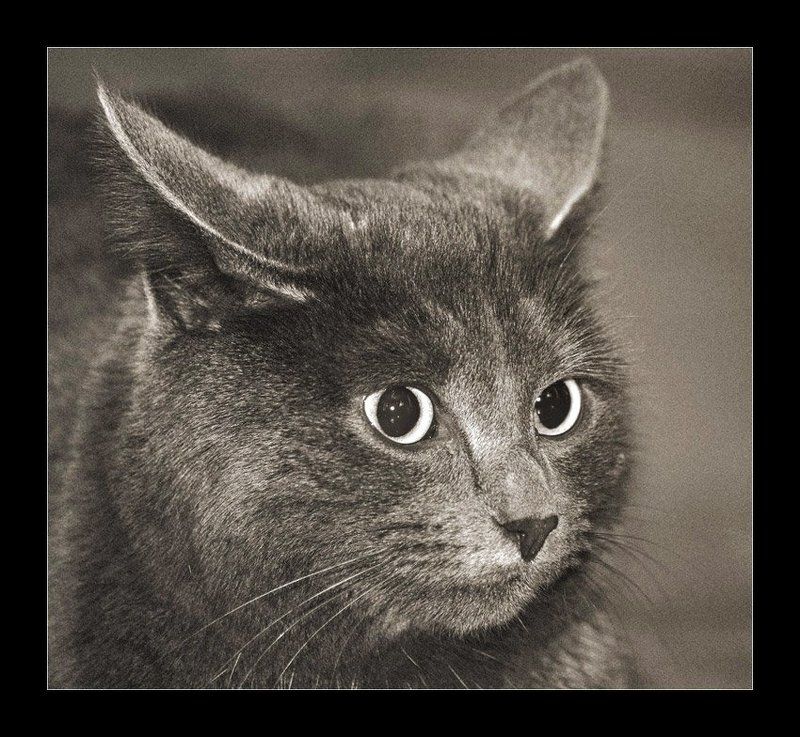 Кот домашний средней пушистостиphoto preview