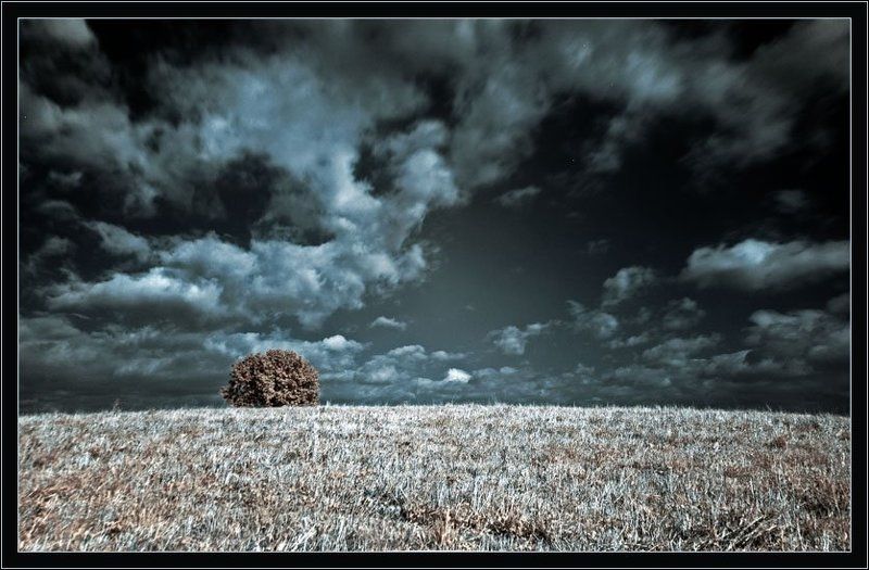 ик инфракрасная infrared дерево минимализм Минимализмphoto preview