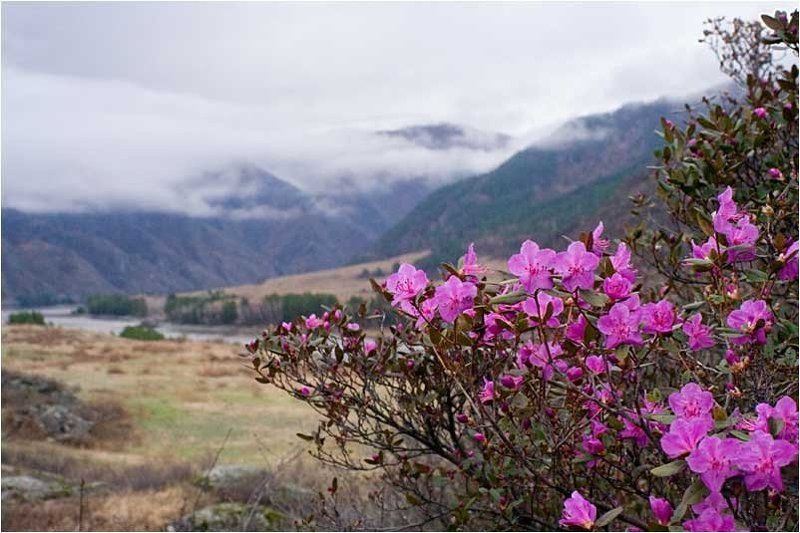 багульник, катунь, алтай катунь веснойphoto preview