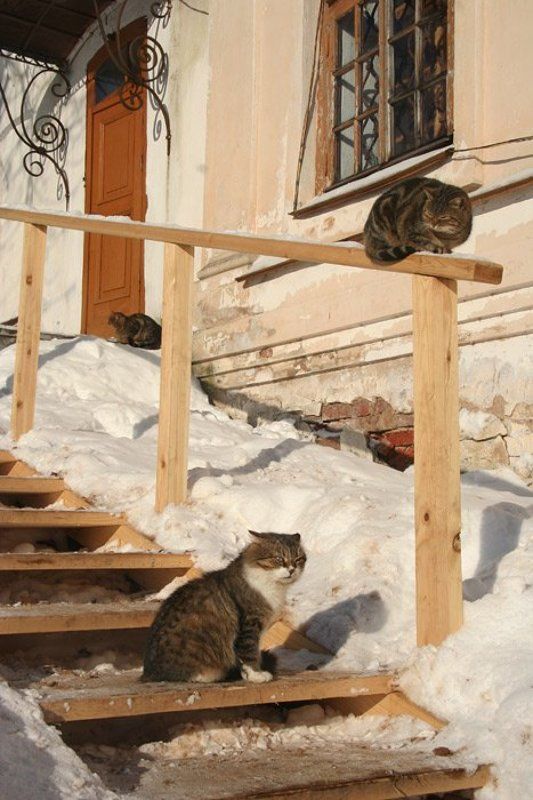 Веснаphoto preview