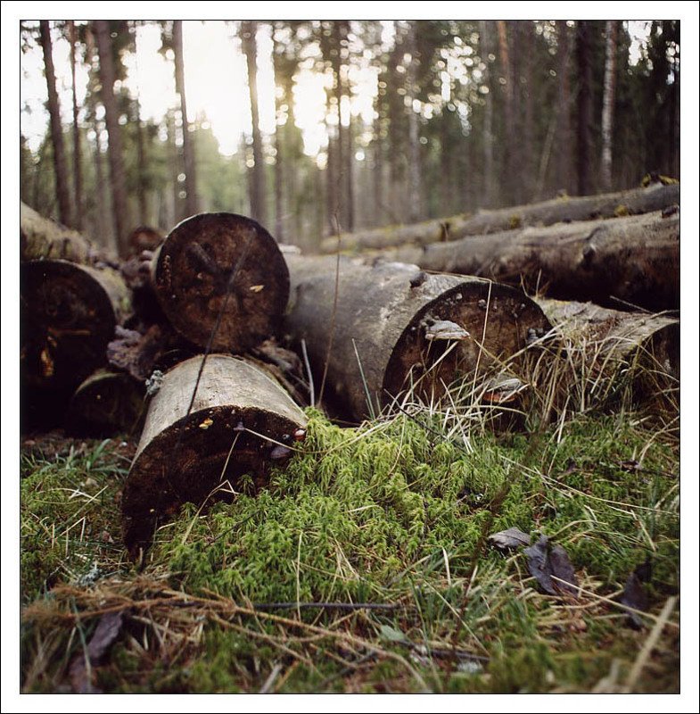 бревна ели лес лето мох Про бревна и елиphoto preview