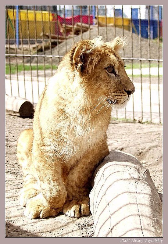 лев львенок Львенокphoto preview