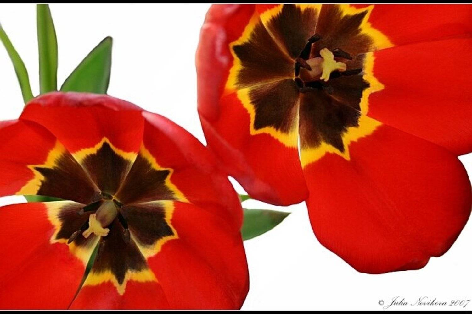 тюльпаны, 2, штуки, Julia Novikova (Karrol)