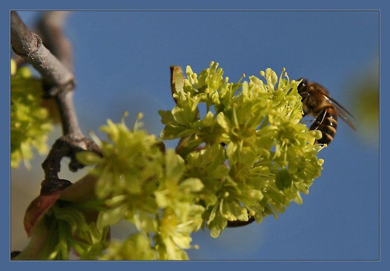 Весна...photo preview