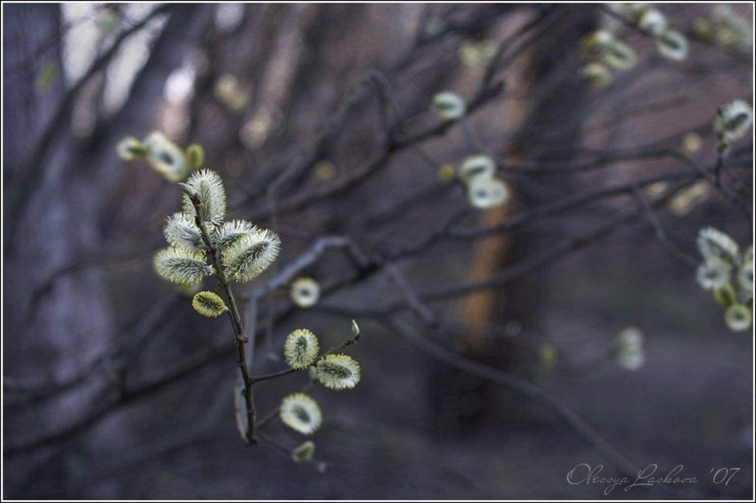 солнышки. Автор: Олеся Ласкова , Олеся Ласкова