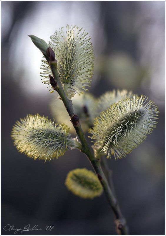 еще солнышкиphoto preview