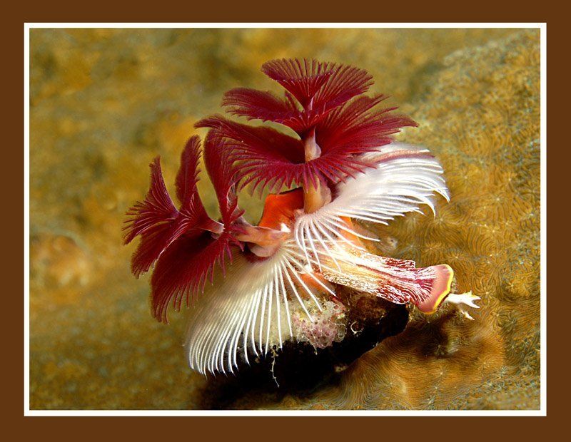 Черви, а как прекрасны.photo preview