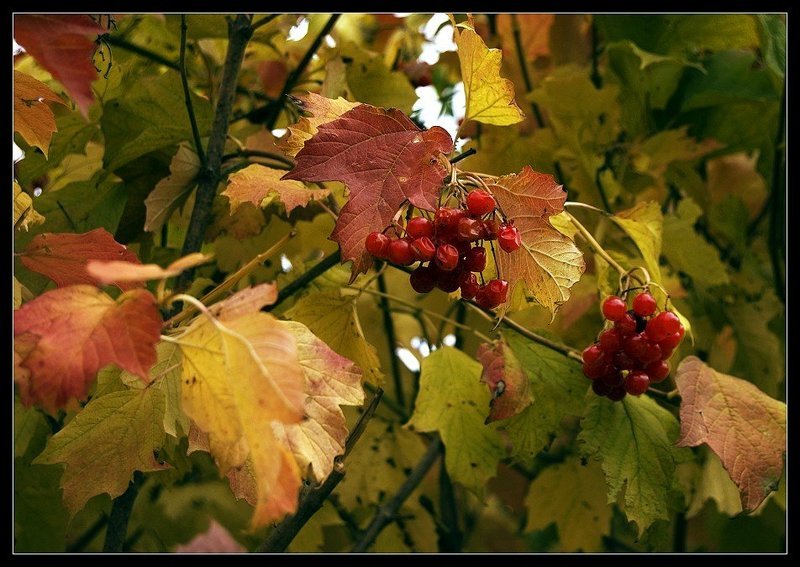 Первые заморозкиphoto preview