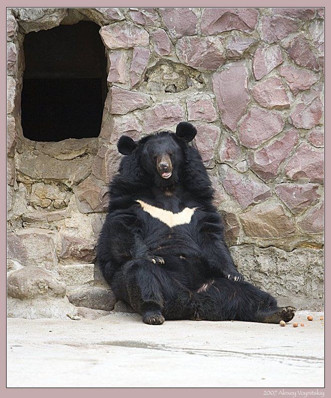 Мишка.photo preview