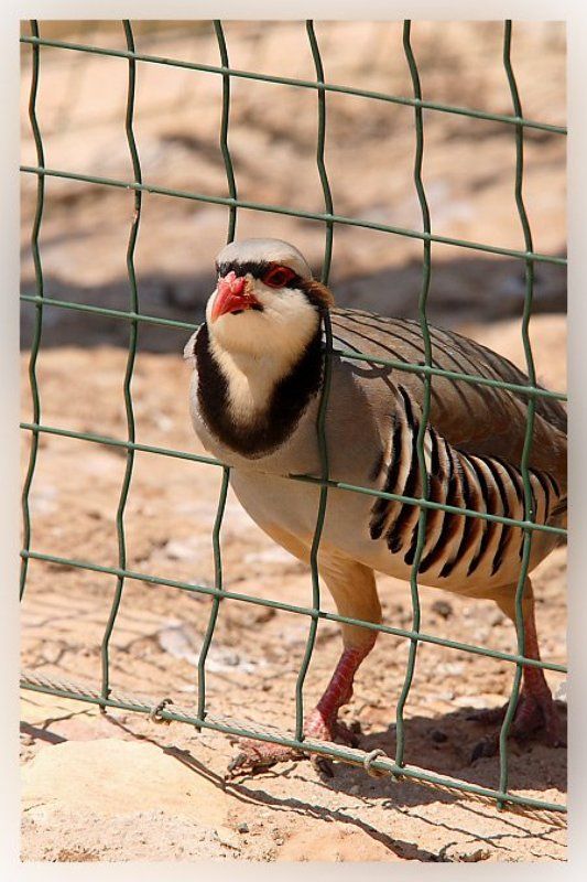 птичка ибис Срочно отпустите! фото превью