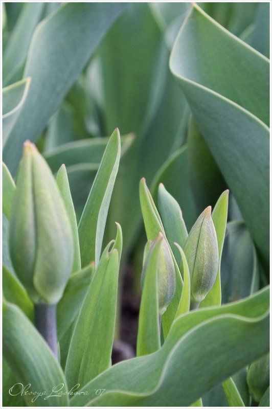 тюльпан, бутон, весна бутоныphoto preview