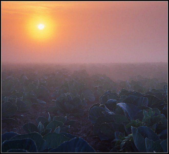 Заячий сон. Автор: Григорий Иващенко капуста, утро, рассвет, солнце, поле, Григорий Иващенко