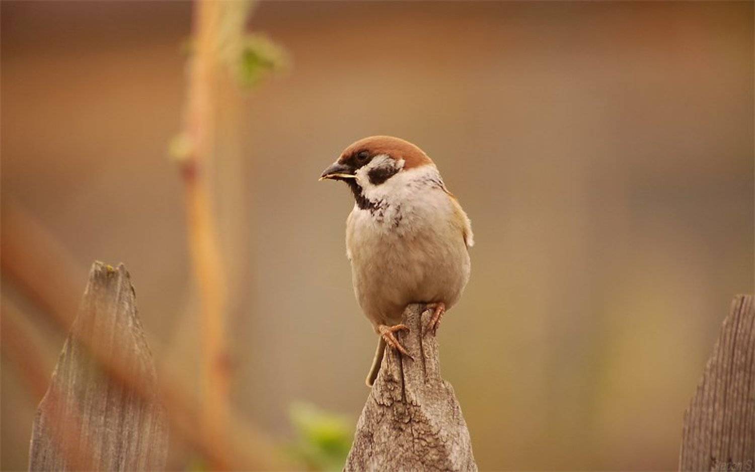 трудни, StepanS