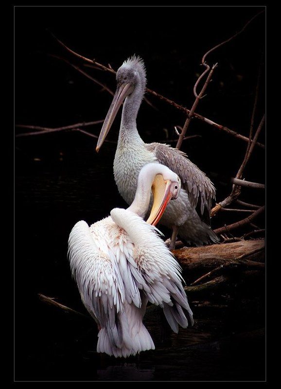 пеликан, птица, i_go А  НЕЧИСТЫМ ТРУБОЧИСТАМ...photo preview