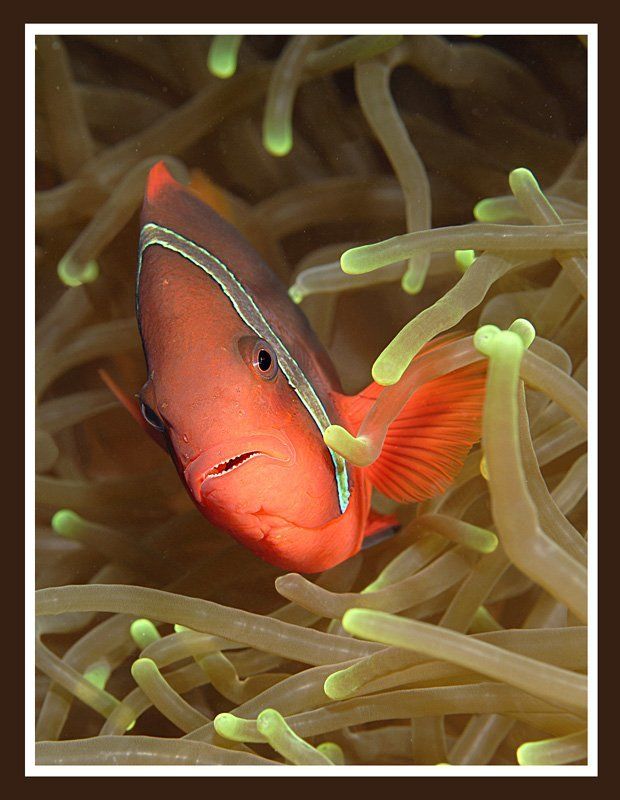 клоун, актиния. Огонёкphoto preview