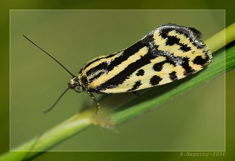 макро, фото, выставка, бабочка, совка, вьюнковая, emmelia, trabealis, acontiinae, совка, noctuidae Эмигрант из Великой Британииphoto preview