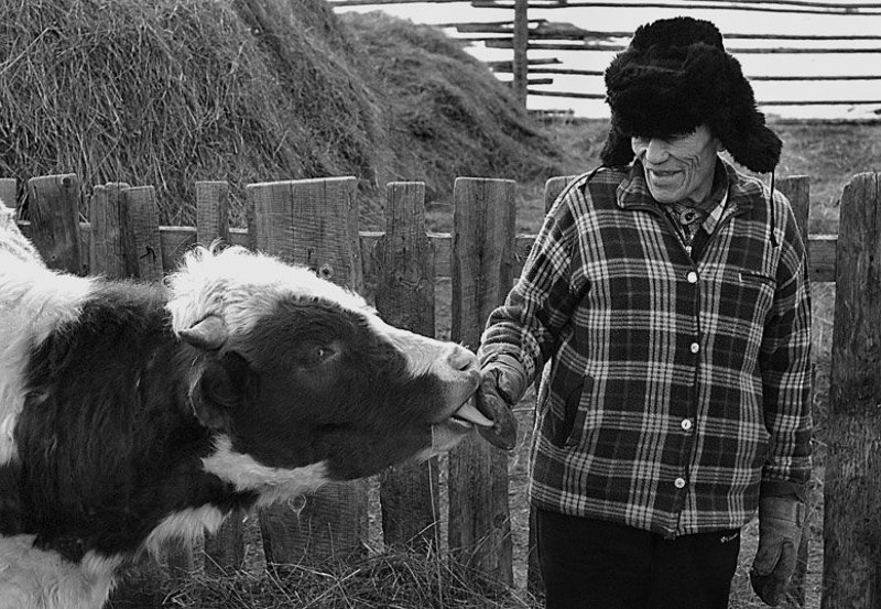 дед,деревня,корова,язык,гармония,момент,бурятия. Гармония.photo preview