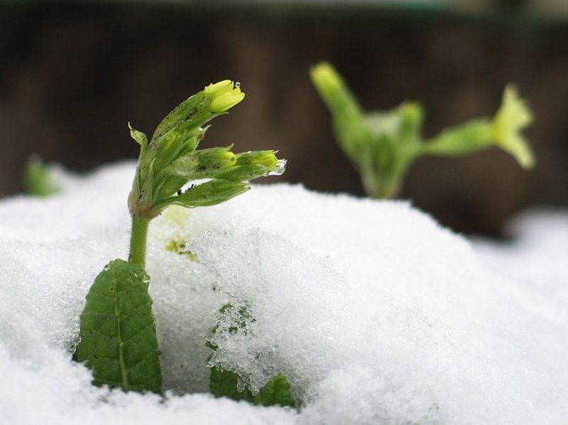 Весенние противостояние фото превью