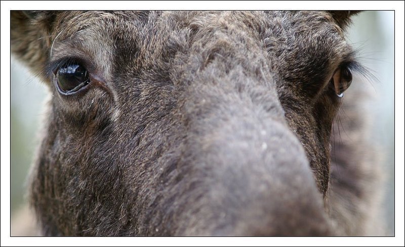 Лось... Просто лосьphoto preview