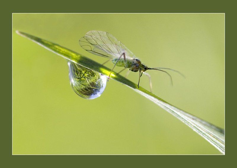 макро Этот Большой маленький Мир фото превью