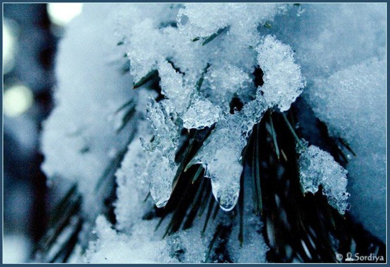 лед, ель Не греет..photo preview