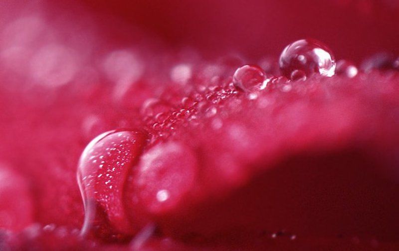 капля, роза, вода. ускользающая Н2Оphoto preview